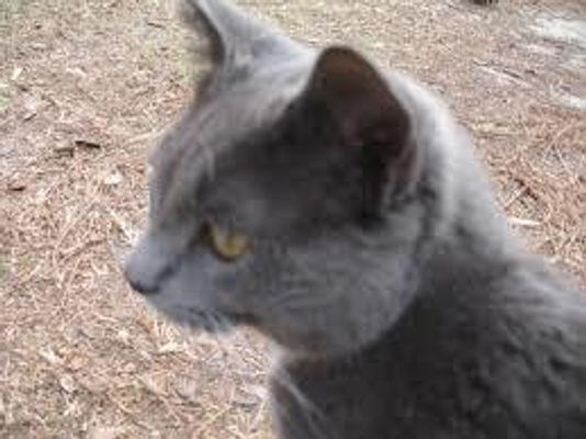 Who is a better match for Graystripe? Who is a better match for Graystripe?