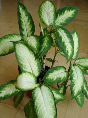 Which plant is much more dangerous? Which plant is much more dangerous?