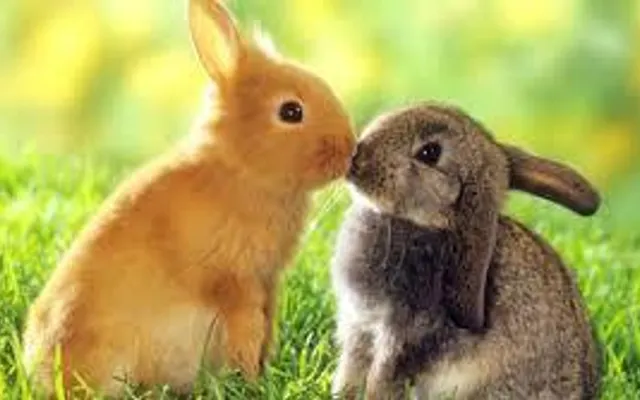 Do you like bunnies? Do you like bunnies?