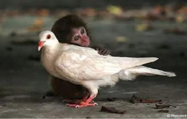 are monkeys adorable or just plain ugly!? are monkeys adorable or just plain ugly!?