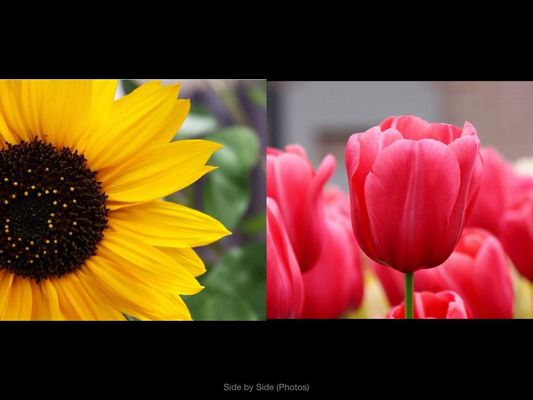 Do you like. Sunflowers more or Tulips? Do you like. Sunflowers more or Tulips?