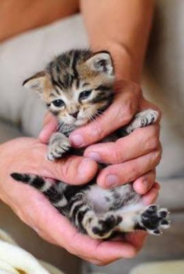 Are you against animal abusers? Are you against animal abusers?