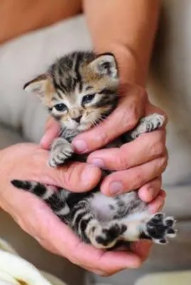 Are you against animal abusers? Are you against animal abusers?