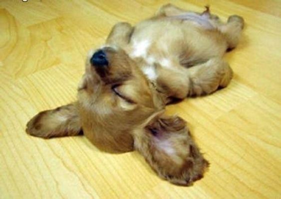 What puppy is the cutest? What puppy is the cutest?