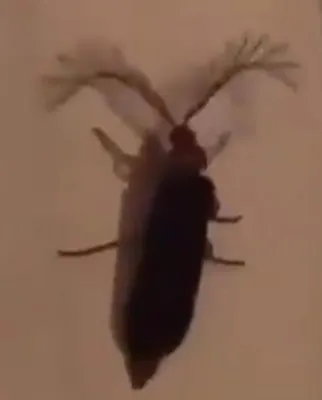 what type of bug is this? what type of bug is this?