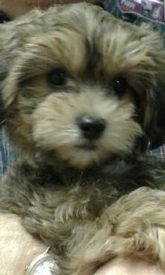 Is Copper A Good Dog Name? Is Copper A Good Dog Name?