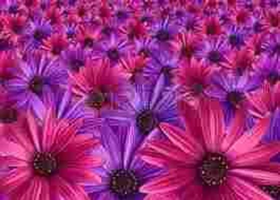 pink vs purple! pink vs purple!