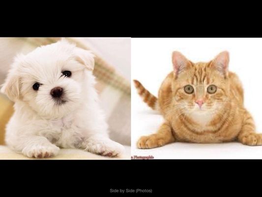 Do you like Dogs more or Cats? Do you like Dogs more or Cats?