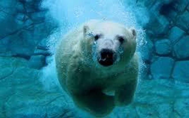 Polar bears, penguins or Dolphins? Polar bears, penguins or Dolphins?