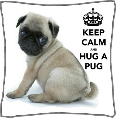Which Pug Be Cuter? Which Pug Be Cuter?