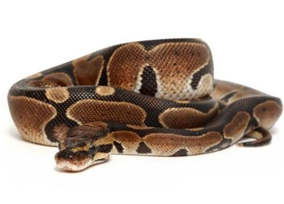 Snakes - Yay or Nay? Snakes - Yay or Nay?
