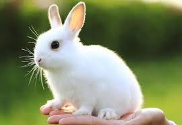 What animal is best What animal is best