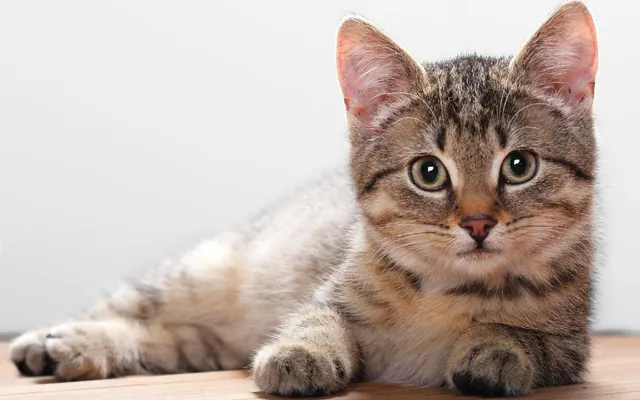 What is favourite colour cat out of these? What is favourite colour cat out of these?