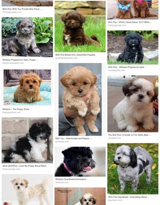 Have you ever heard of a Shihpoo? Have you ever heard of a Shihpoo?