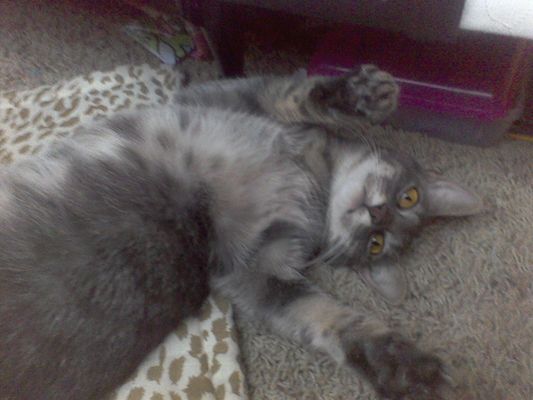 Should this cat be a famous internet cat? Should this cat be a famous internet cat?