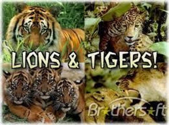 Tiger or Lion? Tiger or Lion?