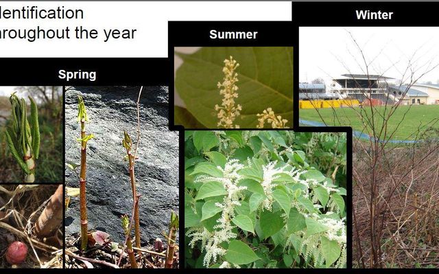 Japanese Knotweed Quiz