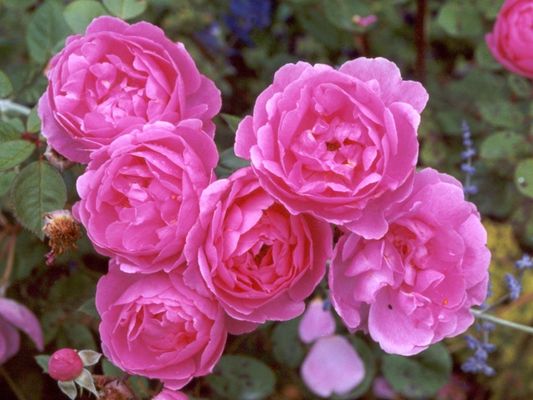 Who are you most like from Legally Blonde the Musical? Who are you most like from Legally Blonde the Musical?