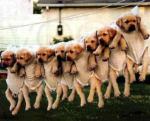 What Dog Are You Most Like? What Dog Are You Most Like?