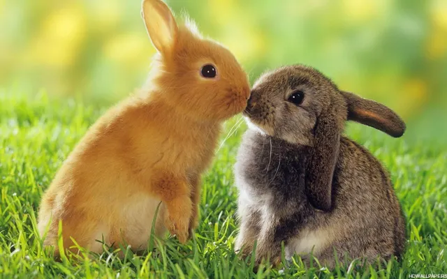 Which imaginary animal are you most like ._. Which imaginary animal are you most like ._.
