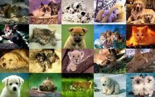 What kind of animal are you? (1)