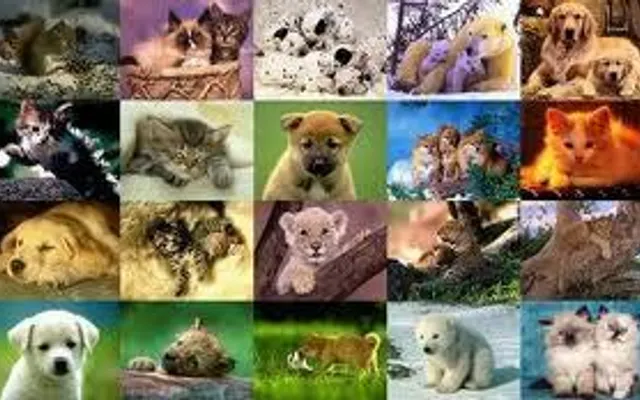 What kind of animal are you? (1)