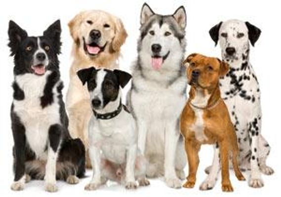 do you know what my dog looks like? do you know what my dog looks like?