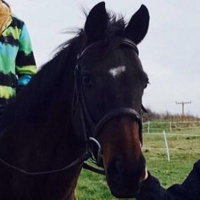 How well do you know horses? How well do you know horses?