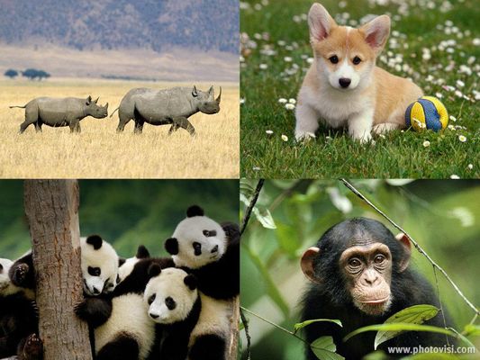What animal am I? (1) What animal am I? (1)