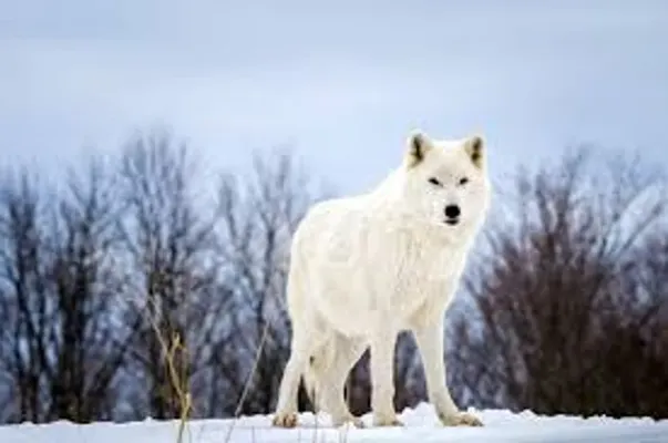 What Wolf are you (1)