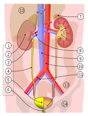 Urinary System