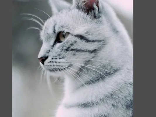 Do you know your warrior cats trivia?
