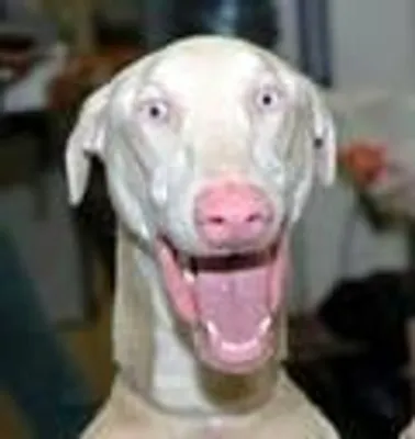 PEWDIEPIE TEST! PEWDIEPIE TEST!