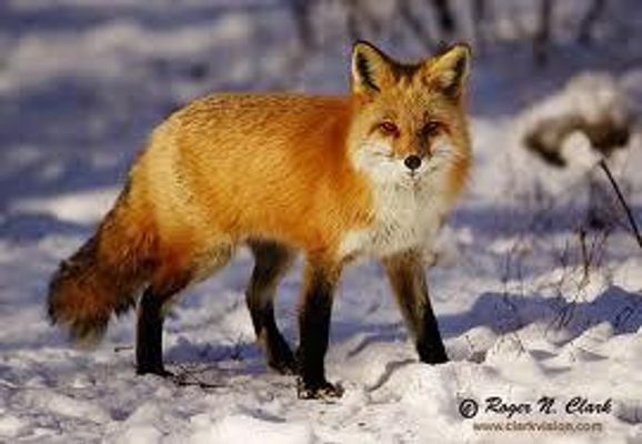 what fox r u like( defines the personality of the animal u r what fox r u like( defines the personality of the animal u r