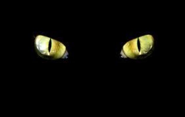 Warriors: Cat Job (Read Disc.)