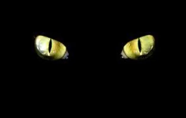 Warriors: Cat Job (Read Disc.) Warriors: Cat Job (Read Disc.)