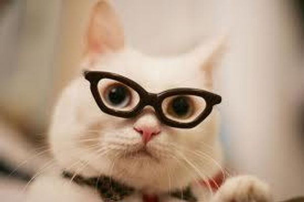 Knowledge Of Cats Quiz Knowledge Of Cats Quiz
