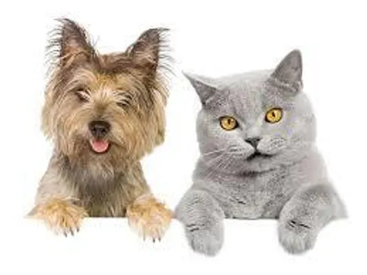 Are you a Dog or a Cat (1)