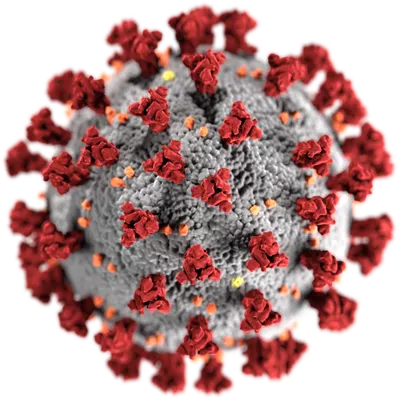 Corona Viruses COVID-19 Check