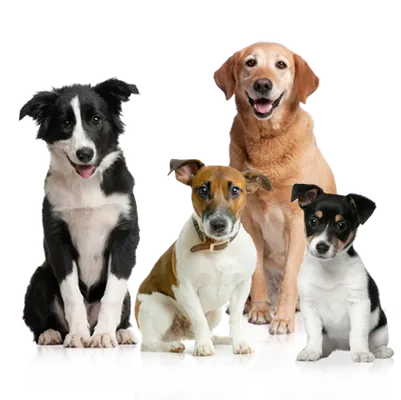What breed is this?