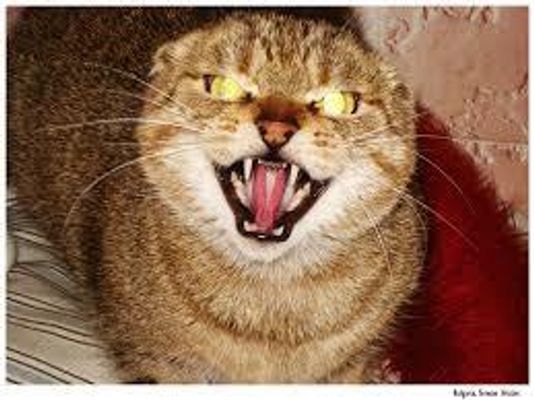 Is Your Cat Planning to Kill You?
