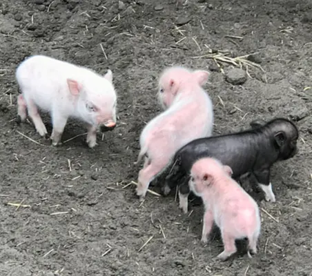 Do you really think you know what a pig is?