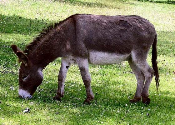 What farm animal would you have as a companion? What farm animal would you have as a companion?