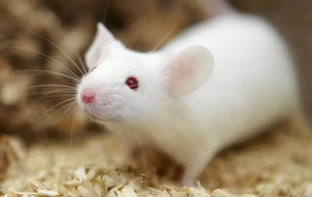 Are you ready for a pet mouse? Are you ready for a pet mouse?