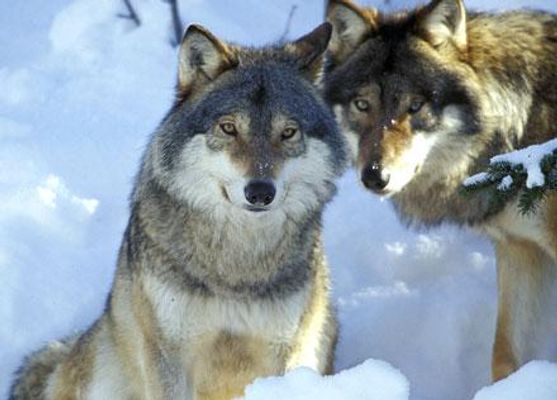 The True Wolf Test The True Wolf Test