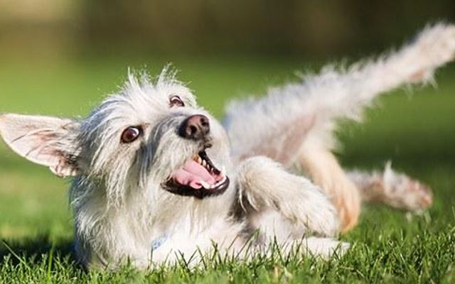 Which Dog Should I Get? Which Dog Should I Get?