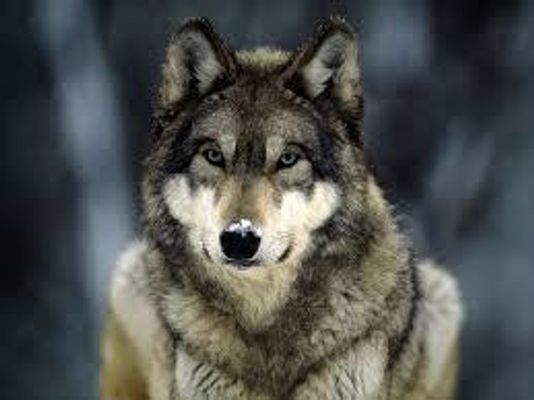 what rank are you in a wolf pack (1) what rank are you in a wolf pack (1)