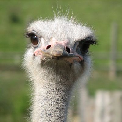 What type of bird would you be? What type of bird would you be?
