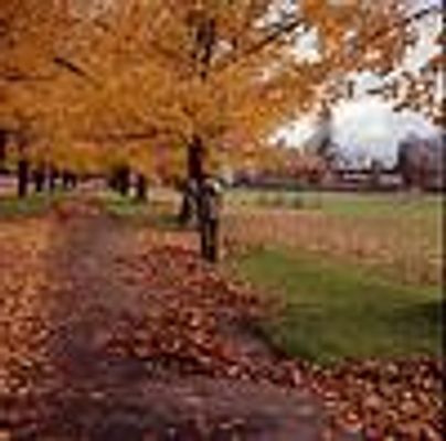 Les feuilles