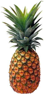 DO YOU KNOW SPONGE